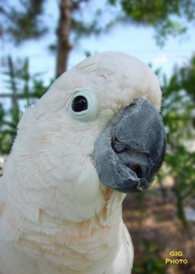 parrot 3 .JPG