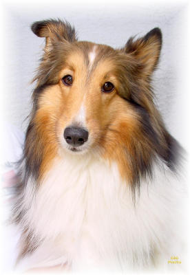 full size sheltie 1.JPG