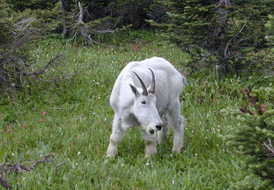 Logan's Pass - Glacier