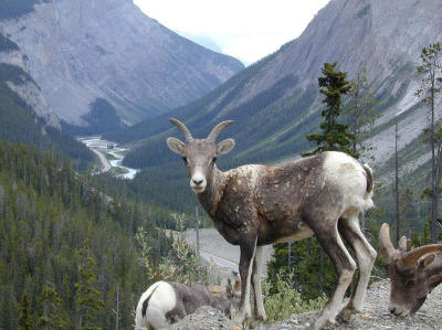 On the Icefields Parkway