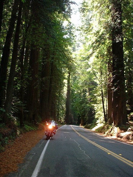 Avenue of the trees off Hwy 101 south of Eureka.