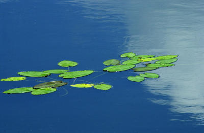 x8500_LillyPads CloudReflections.jpg