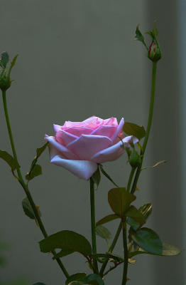 x9755_A LateLast Rose.jpg