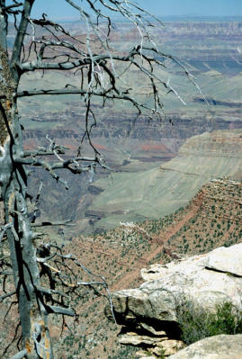 Tree on the edge of Grand Canyon