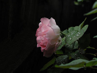 Summer rose