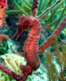 Brown Seahorse