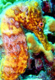 Yellow Seahorse