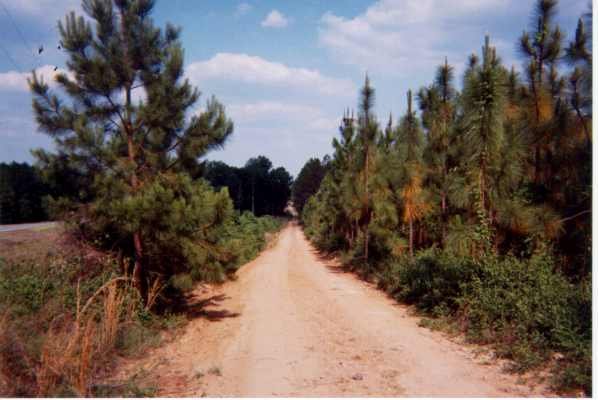 Old River Road At Dopson Hill, Jacksonville, Ga.