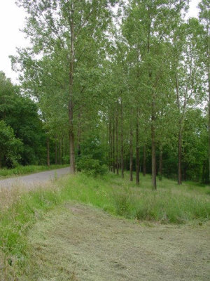 poplars.jpg