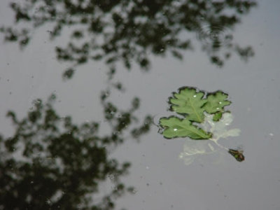 oak-leaves2.jpg