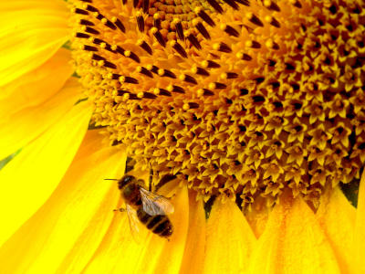hires-bee-too.jpg
