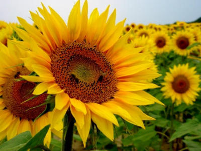 sun-flowers