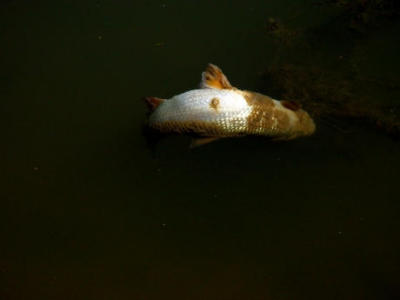 dead-fish.jpg