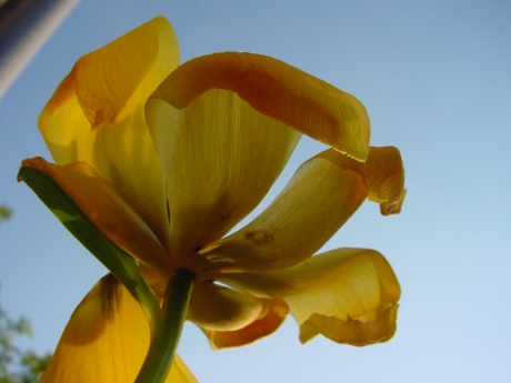 tulip-whats-left.jpg