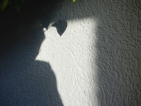 wall-leafe-photographer.jpg