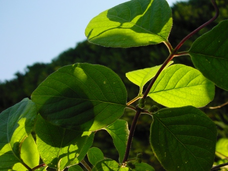 leaves.jpg