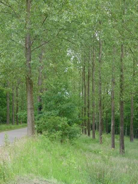 polplars1.jpg