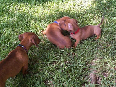 Bailey, Barnum and Fritz (red collar)