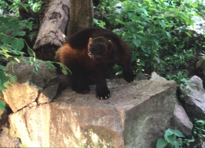 Wolverine!! (Skansen)