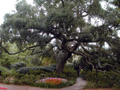liveoaksbeautiful.jpg