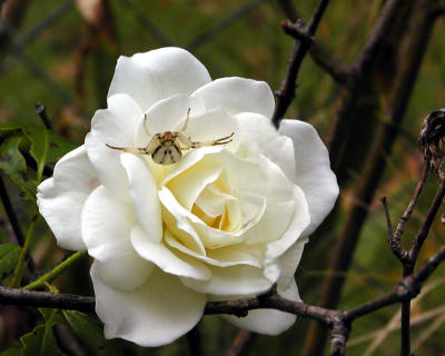 whiterosespider copy.jpg