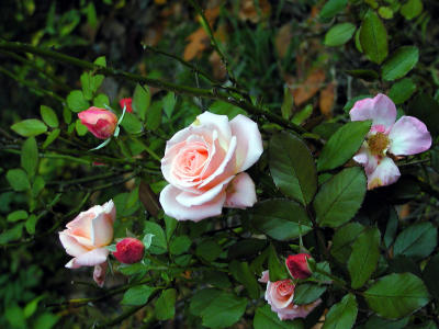numerouspinkroses.jpg