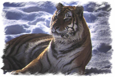 12  Sib Tiger.