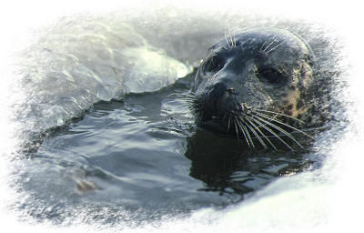  Common Seal.