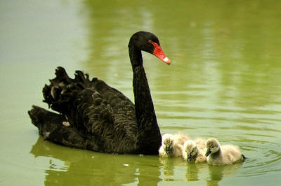  Black swan.