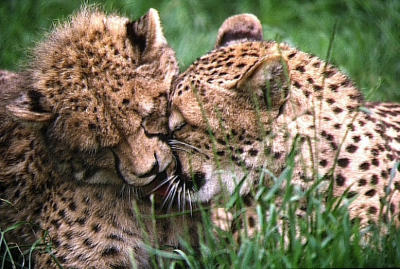 6   Cheetah cubs.