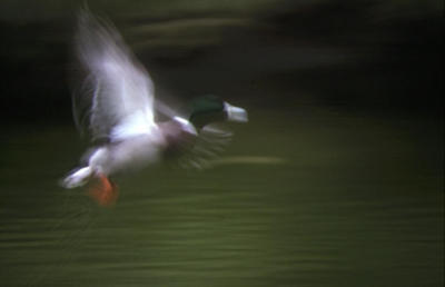  Mallard drake, in flight.