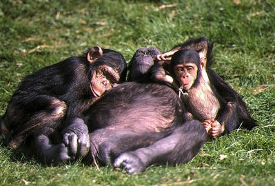 Chimpanzee group.