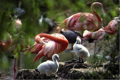  Rosy flamingo chicks.