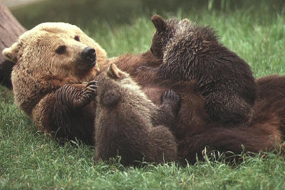 European brown bear feeding cubs.