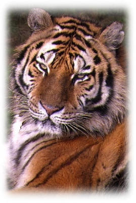 8   Siberian tiger .