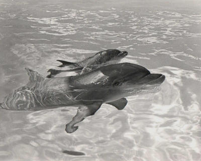 Dolphin and young.