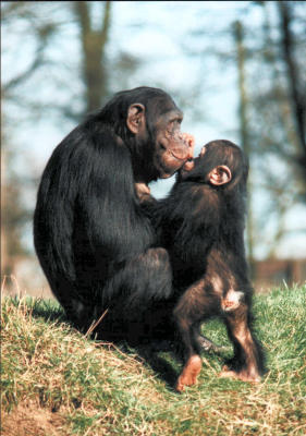  Chimpanzee and young.
