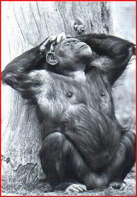  Male Chimpanzzzzeee.