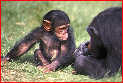  Young chimpanzee.