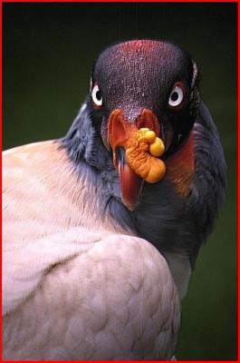  King Vulture.