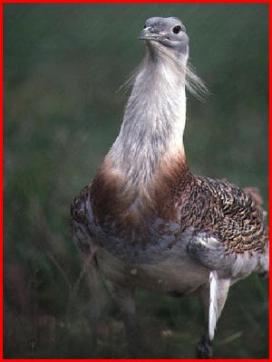  Great Bustard.