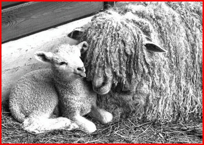 Lincolnshire long wool lamb.