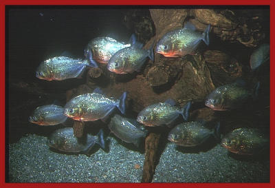 Piranhas.