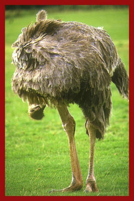 Ostrich.