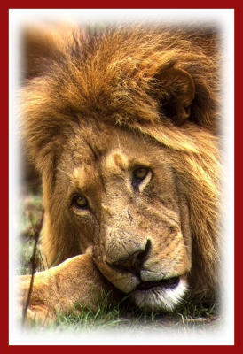 13   African male lion.