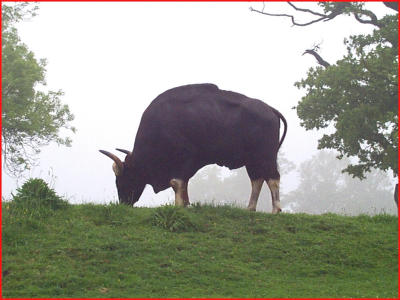 Gaur Bull.