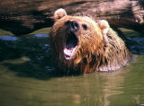 European brown bear, close up.