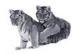 Siberian Tiger Cubs.