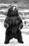  Kodiak bear.