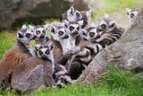  Ring tailed lemurs.